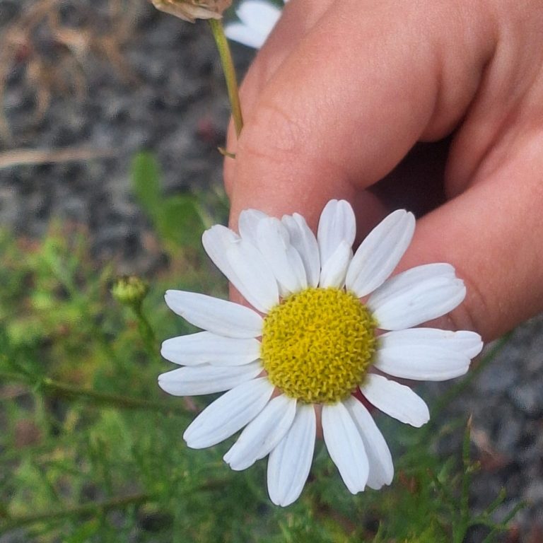Naturheilkunde, Homöopathie, Knospentherapie, Aromatherapie